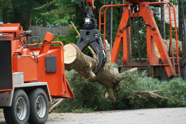  Cerritos, CA Tree Service Pros